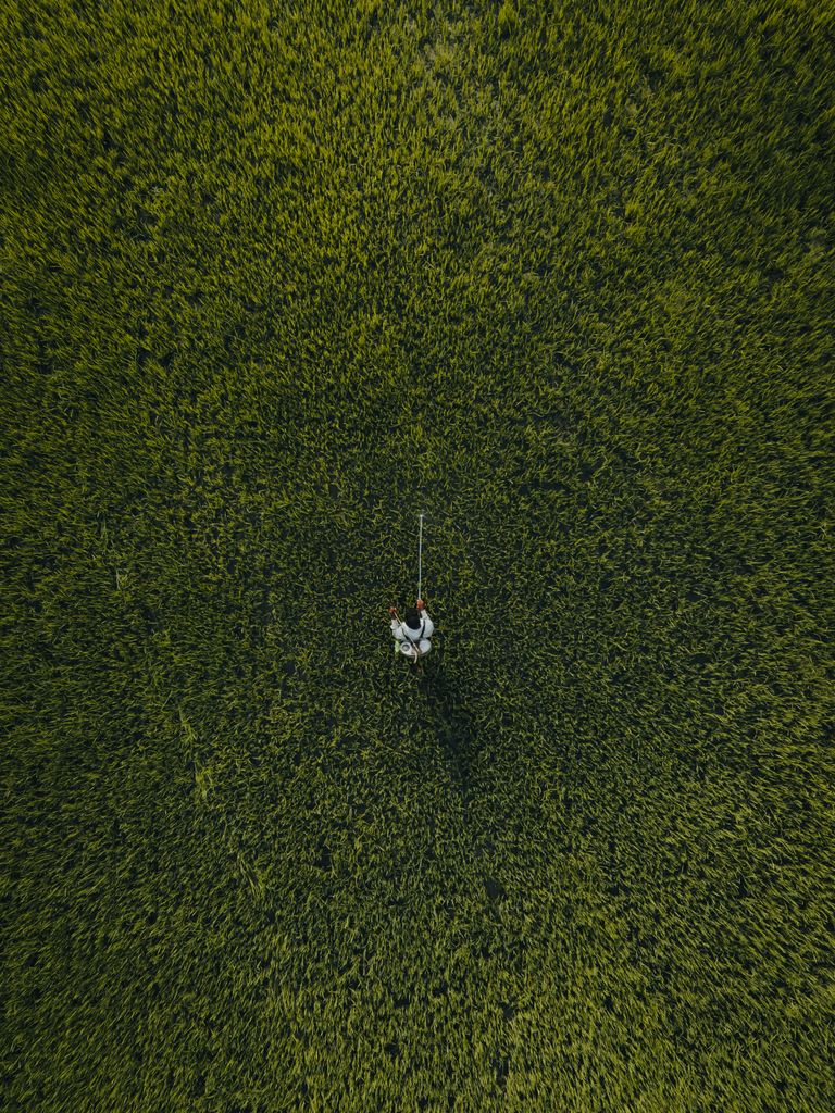 Drone shot of a farmer walking through lush green farmland.